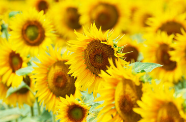 Sunflower field still young flowers and bee pollinate them