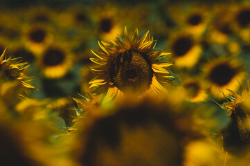 Standing sunflowers among the flowers of the field in the southern sunshine