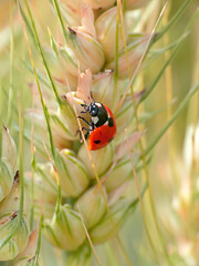ladybug on the ripening wheat ears
