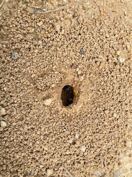 Ant hole on the ground