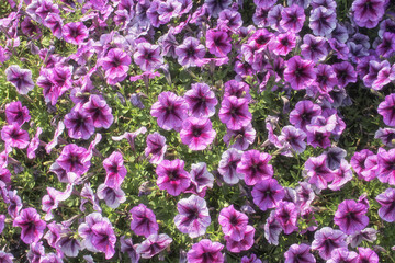 Fototapeta premium Purple and Pink Petunias in bright sunlight