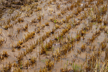 Harvested wheat field flooded after heavy rain in summer