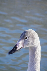 オオハクチョウ　子ども