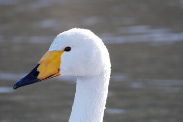 オオハクチョウ　頭部