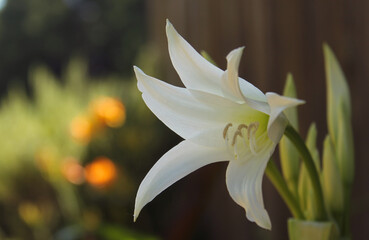 White Crinum Cape Lily in summer garden