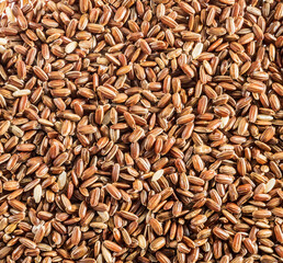 Brown rice - whole grain rice with outer hull or husk. Close-up.