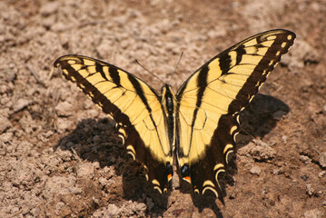 Fototapeta na wymiar Tiger Swallowtail Butterfly, Papilio glaucus landing on ground