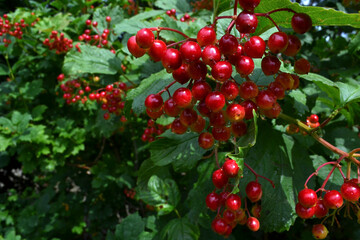Fototapeta premium Viburnum berries after rain
