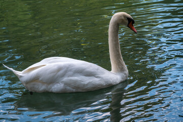 Fototapeta premium A graceful white swan swimming on a lake with dark green water. The white swan is reflected in the water