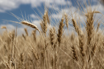 wheat ear field close-up. against the sky.