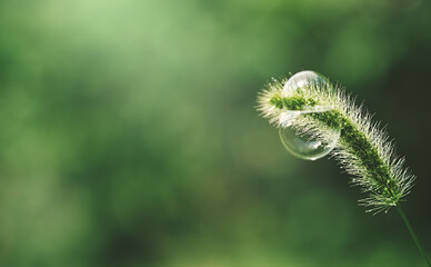 a green spikelet and a soap bubble in a blur