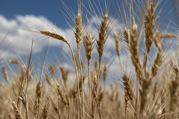 wheat ear field close-up. against the sky.