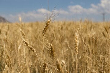 wheat ear field close-up. against the sky.