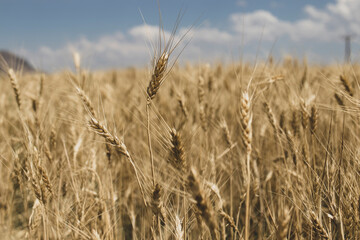 wheat ear field close-up. against the sky.