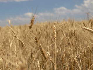 wheat ear field close-up. against the sky.