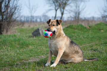 red-haired dog. a large dog holds a ball in his mouth, sits on the green grass. playful animal. the dog wants to play on the lawn. a pet. colored ball in the teeth of a dog