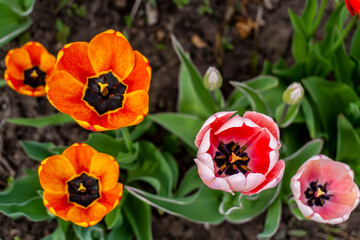 Red tulips in spring in the garden