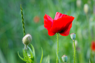 big beautiful red poppy in green grass. wild flower, poppy flower in daylight. aromatherapy, medicine, cosmetology. photographed in close-up. Soft focus, bokeh, blurred light green background. Europe