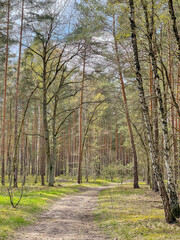 Empty path passing through forest