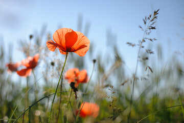 Papaver. red poppy, delicate flower. red poppies are blooming in the field. Field of bright red corn poppy flowers in summer. blurred natural background, meadow flowers. close-up, place for text
