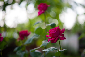 rose flower. Red rose flower background. Red roses on a bush in the garden, close-up. Red rose flower with water drops. Red Rose Black Magic. beautiful flower gift to your girlfriend