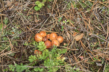 a mushroom picker found mushrooms in the forest in the grass under the needles