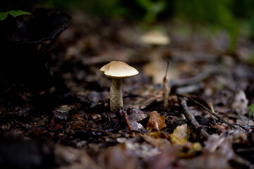 Boletus edulis, tasty mushroom in the summer forest. A welcome find for the mushroom picker. Valuable and delicious culinary ingredient