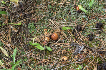 a mushroom picker found mushrooms in the forest in the grass under the needles