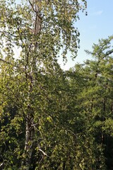 green forest, covered with riddles for the traveler

