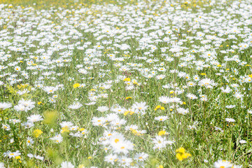 a clearing with white daisies in the forest in summer