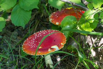 find a beautiful fly agaric in the forest