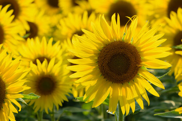 Fototapeta premium big bright yellow sunflower in the field. Large flowers of a sunflower in the sunlight. Yellow flowers on a farm field. Agriculture concept, organic products, good harvest. Growing seeds for oil.