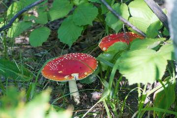 find a beautiful fly agaric in the forest