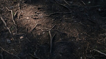 Fototapeta premium tree roots in the ground, beautiful nature