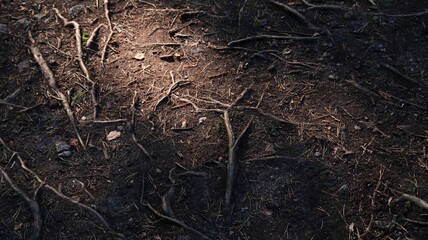 Fototapeta premium tree roots in the ground, beautiful nature