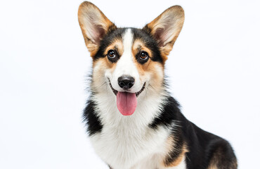 dog with the tongue of the welsh corgi pembroke breed