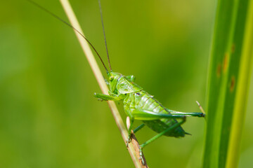 big green grasshopper in the spring grass. Green locust sits on a plant. big cricket on a green...