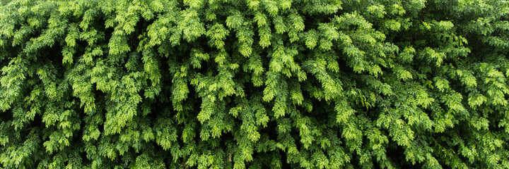 Nature green leaf background and textured, Leaves wall for backdrop, Green leaf in nature for backdrop