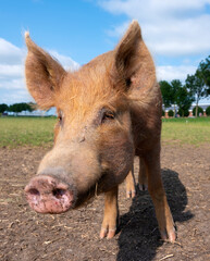 closeup of brown pig in dutch meadow under blue sky