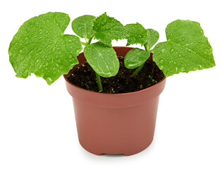 Seedlings of green cucumber isolated on a white background. clipping path