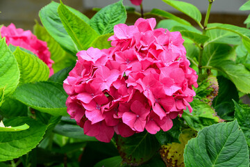 Obraz premium Hortensia