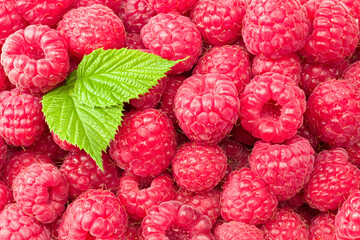 raspberry texture. raspberries background. fruit background. healthy background. flat lay. top view