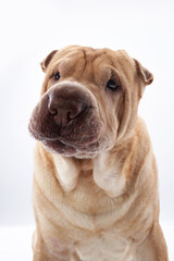 Shar Pei on white background. The dog smiles, funny face
