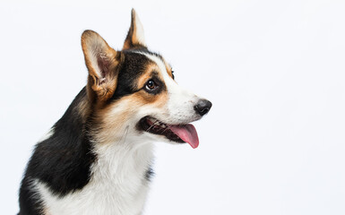 dog with tongue looking sideways welsh corgi pembroke breed