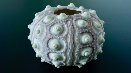 Seeigel, Seeigel-Gehäuse, Nahaufnahme, neutraler Hintergrund