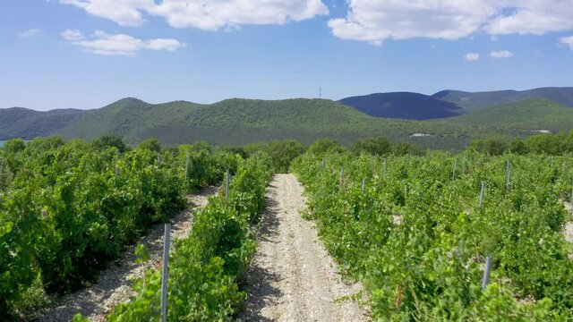 Aerial top view shot. Grape vineyard in Russia with vines separated by evenly spaced lanes crisscrossing fields. Abrau durso. Sunny day. 