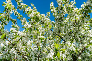 White flowers on an apple tree in spring in the garden