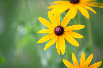 Yellow rudbeckia flower on a green background.