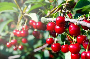 Cherry fruits on the tree. The Cherry Orchard. Summer.