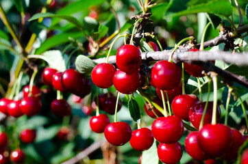 Cherry fruits on the tree. The Cherry Orchard. Summer.